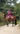 EQUIDRY waterproof horse riding raincoat All Rounder Original thick fleece Women's on horse side view 